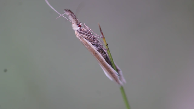 Pleurota