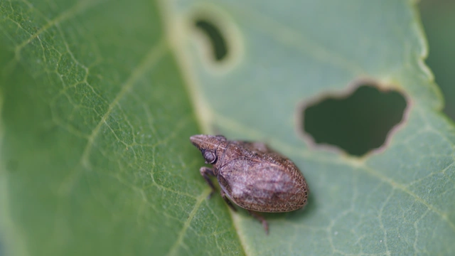 Mycterodus