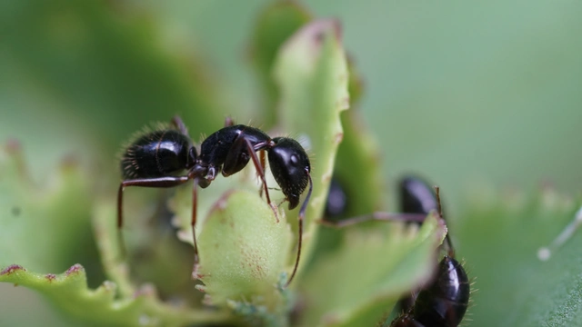 Camponotus aethiops - szőrös lóhangya