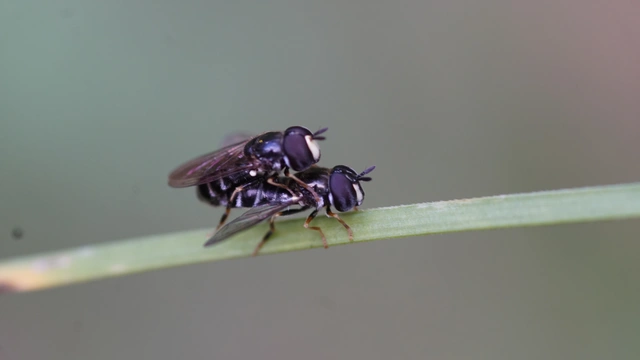 Paragus