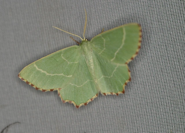Thalera fimbrialis - csipkésszélű zöldaraszoló