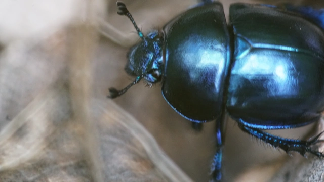 Trypocopris vernalis - tavaszi álganéjtúró