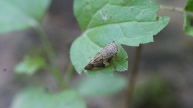 Aphrophora alni