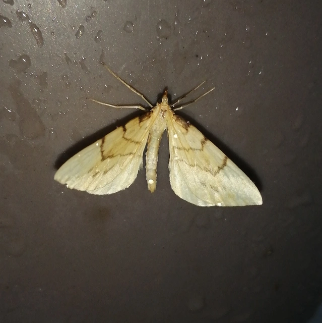 Eulithis pyraliata - sárga galajaraszoló