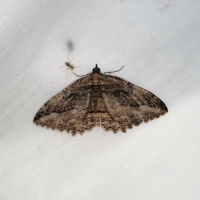 Philereme transversata - varjútövis-araszoló