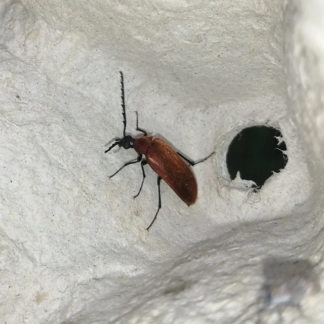 Pseudocistela ceramboides - narancssárga alkonybogár