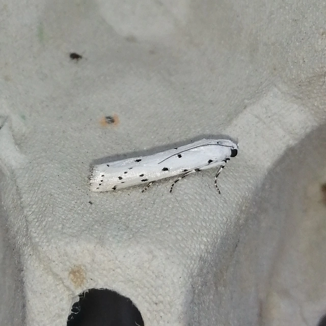 Myelois circumvoluta - pettyes karcsúmoly