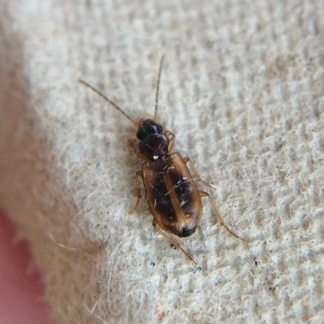 Anthracus consputus - nyerges kisdedfutó