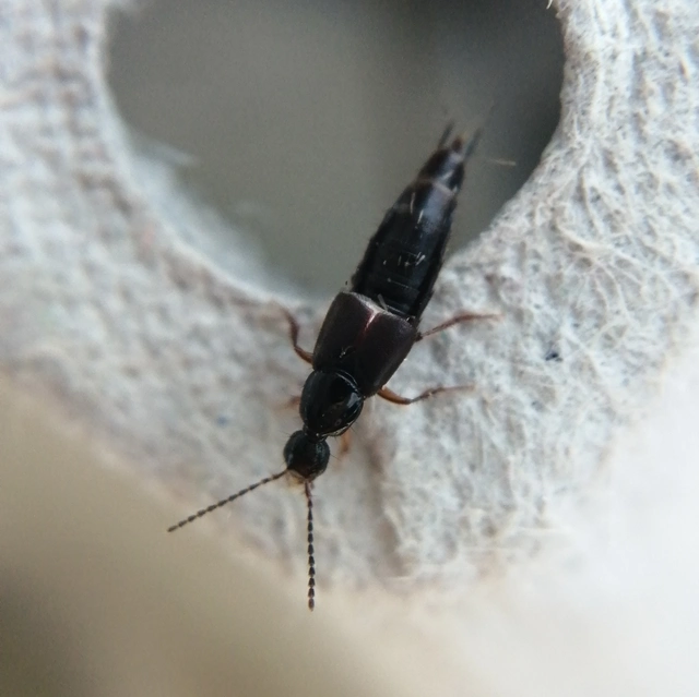 Philonthus