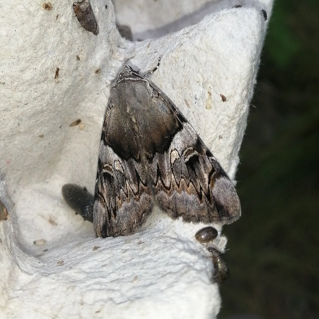 Catocala fulminea - galagonya-övesbagoly