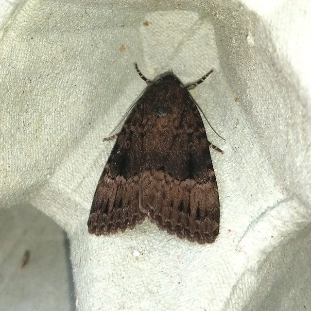 Amphipyra pyramidea - fahéjszínű bagoly