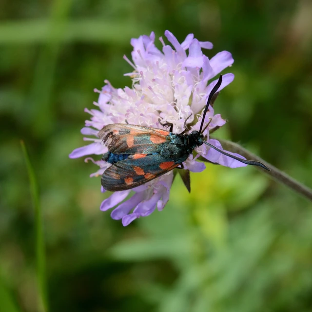 Zygaena filipendulae - acélszínű csüngőlepke