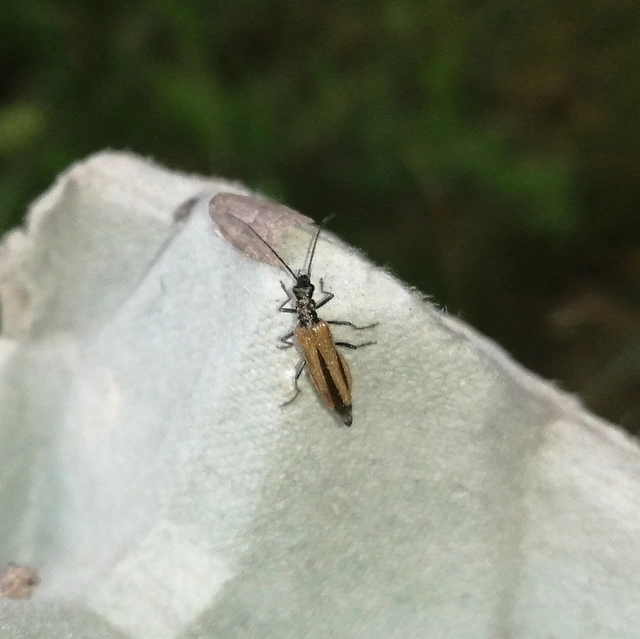 Oedemera femorata - sárgahátú álcincér