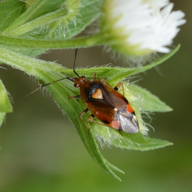 Deraeocoris ruber - vöröses mezeipoloska
