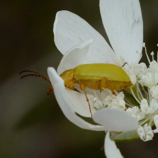 Cteniopus sulphureus - közönséges kénbogár