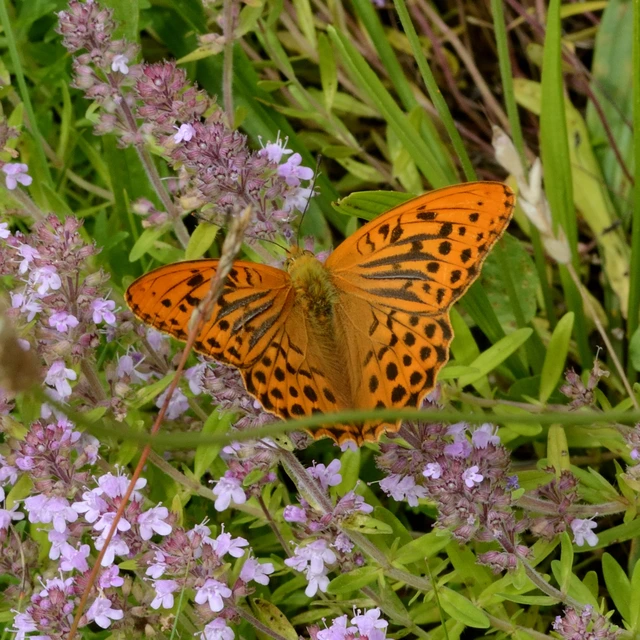 Argynnis paphia - nagy gyöngyházlepke
