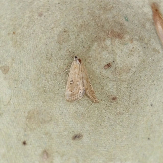 Parapoynx stratiotata - közönséges vízimoly