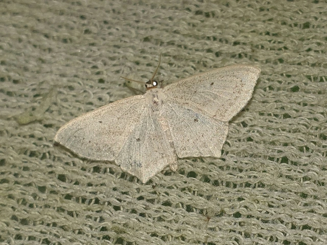 Scopula flaccidaria - alföldi sávosaraszoló