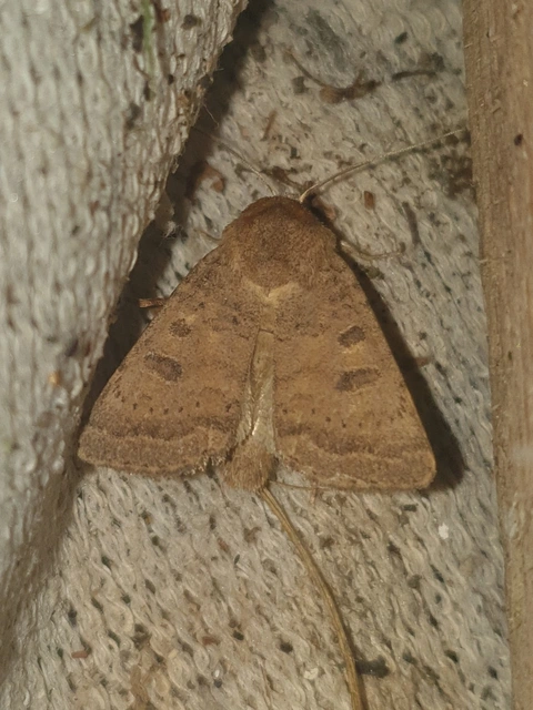 Hoplodrina octogenaria - barna selymesbagoly