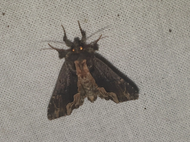 Dypterygia scabriuscula - szurokbarna nyáribagoly