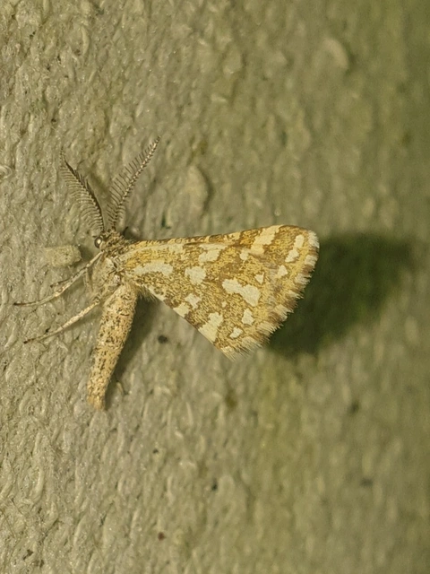 Narraga fasciolaria/tessularia