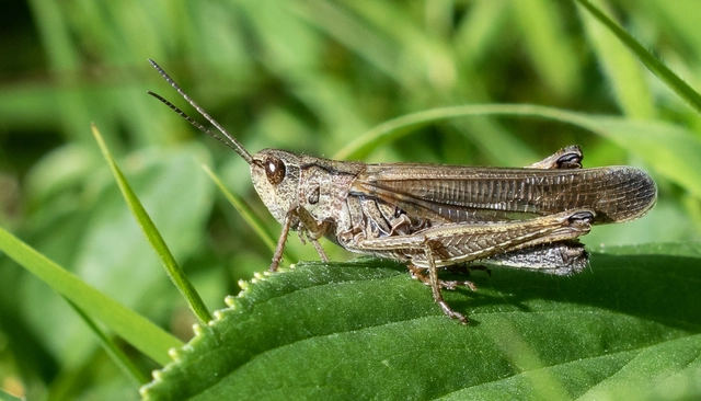 Stauroderus scalaris - hangos hegyisáska