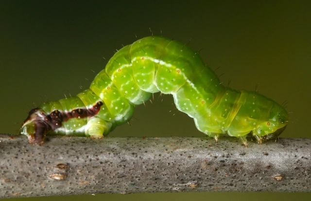 Philereme transversata - varjútövis-araszoló
