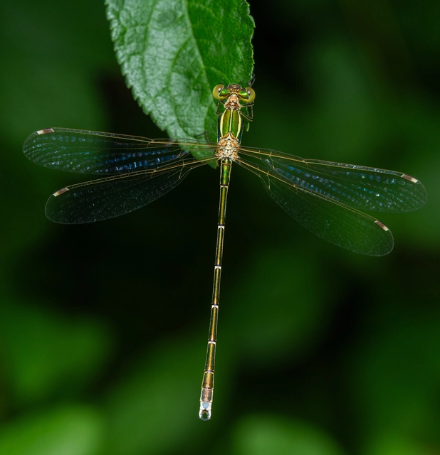 Lestes barbarus - foltosszárnyjegyű rablószitakötő