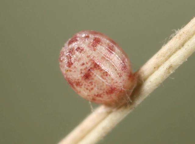 Erebia medusa - tavaszi szerecsenlepke