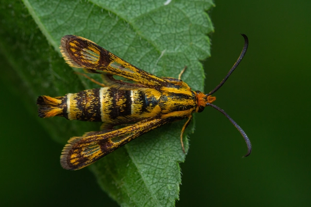 Sesiidae - szitkárfélék