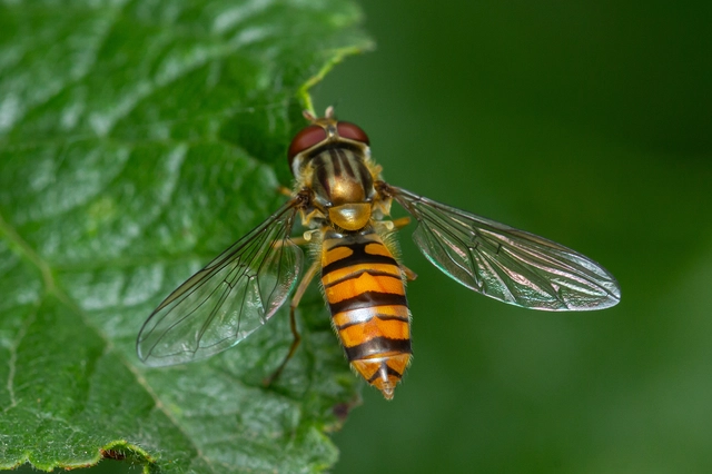 Episyrphus balteatus - ékfoltos zengőlégy