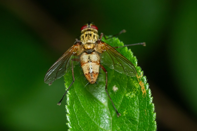 Dexiinae