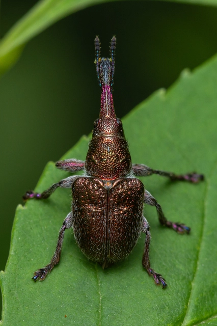 Rhynchites giganteus - fémes körteeszelény Rhynchites giganteus - fémes körteeszelény