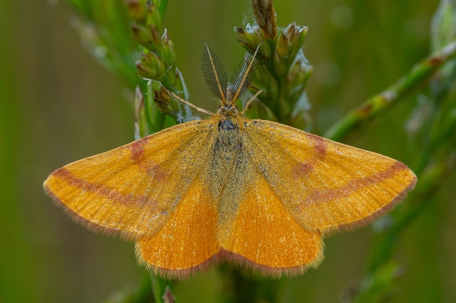 Lythria purpuraria - bíborsávos araszoló