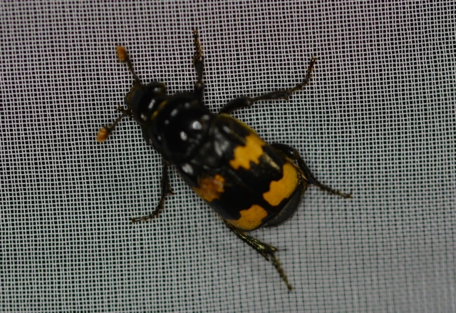 Nicrophorus interruptus - sárgaszőrű temetőbogár