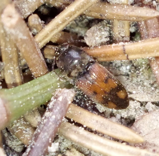 Drasterius bimaculatus - változékony pattanó