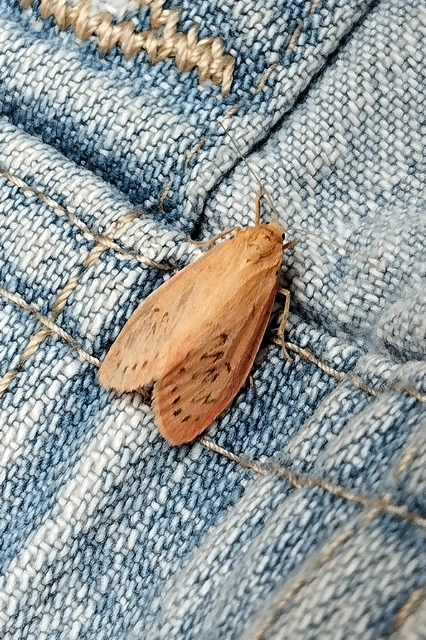 Miltochrista miniata - piros medvelepke