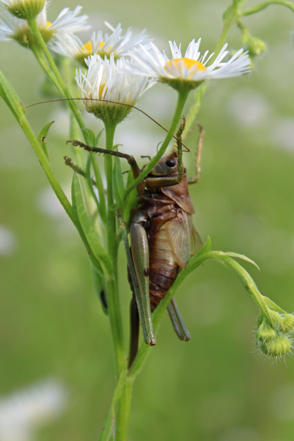 Tettigonia viridissima - zöld lombszöcske