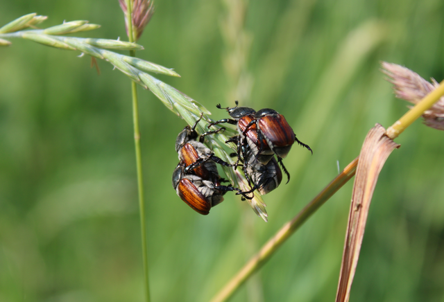 Anisoplia tempestiva - gabonaszipoly