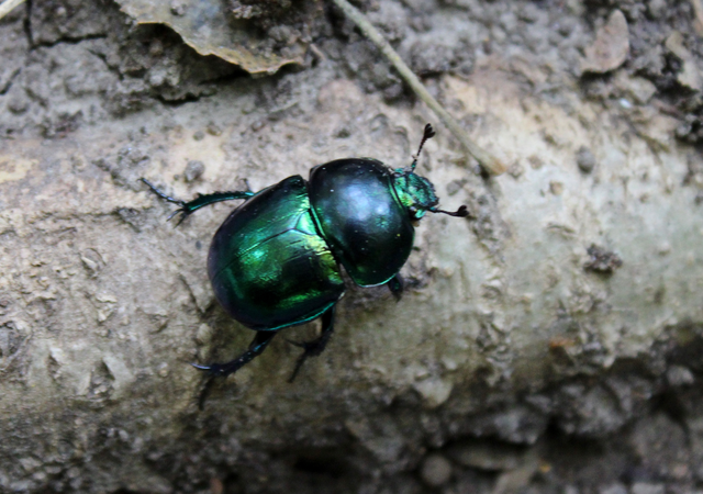 Trypocopris vernalis - tavaszi álganéjtúró