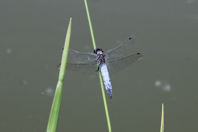 Orthetrum cancellatum - feketefarkú pásztorszitakötő