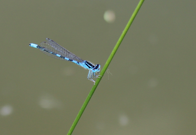 Coenagrion scitulum - mediterrán légivadász