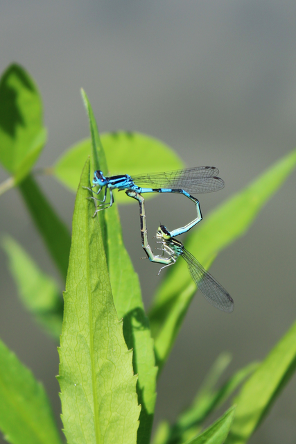 Coenagrion scitulum - mediterrán légivadász