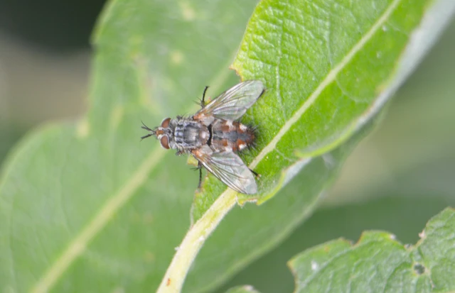Tachininae