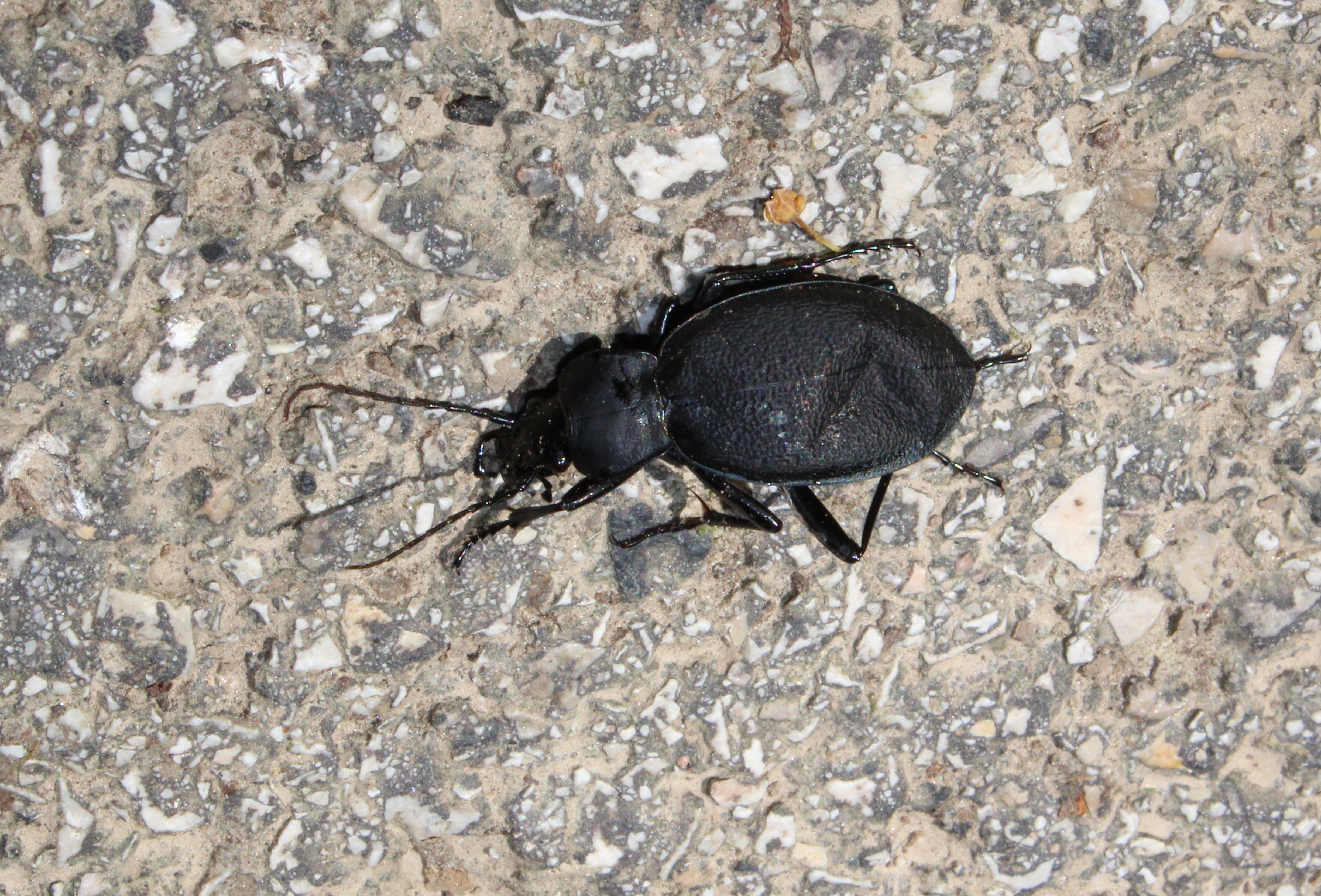 Carabus coriaceus pseudorugifer - nagy bőrfutrinka