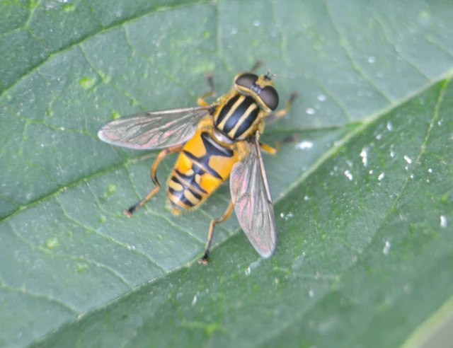 Helophilus pendulus - közönséges mocsárilégy