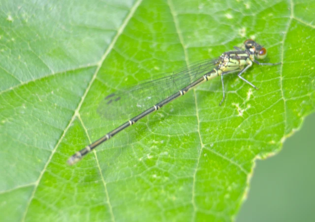Erythromma viridulum - kis pirosszemű-légivadász