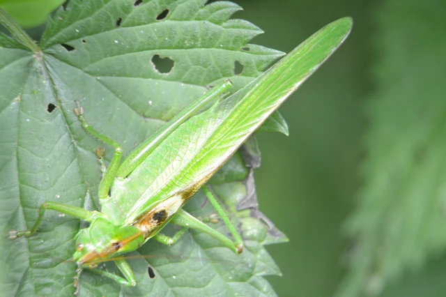 Tettigonia viridissima - zöld lombszöcske