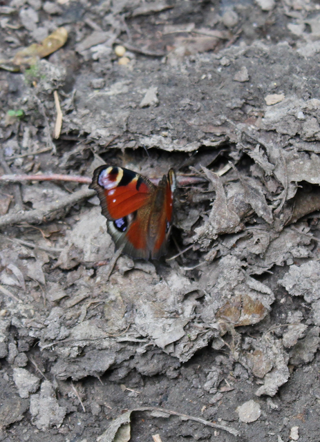 Nymphalis io - nappali pávaszem