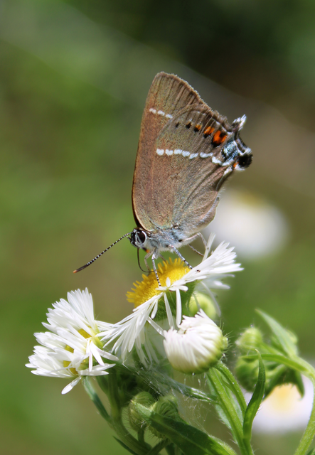 Satyrium spini - kökény-csücsköslepke